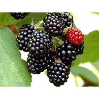 Sazenice Ostružiník 'Dirksen Thornless' Balení: kontejner p13