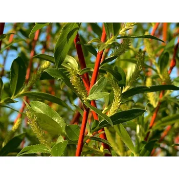 Sazenice Vrba bílá 'Flame' Balení: kontejner p9