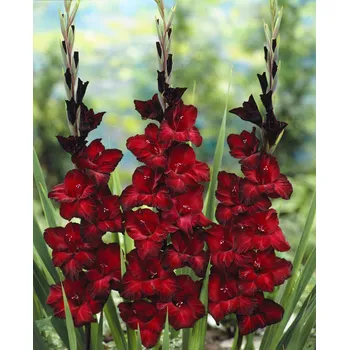 Semeno Mečík 'Black star' 5 ks Velikost cibulí: 14+