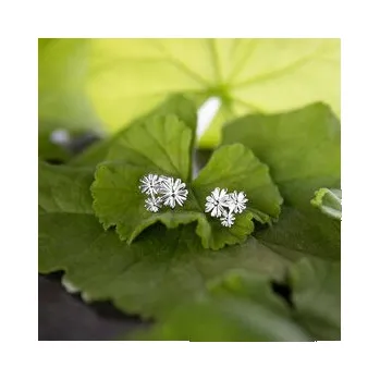 Náušnice Lilou Naušnice 00261 Stříbrná OS