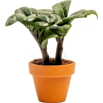 Gardners Zamioculcas zamiifolia Zenzi, průměr 6 cm Kulkas, zamiokulkáda