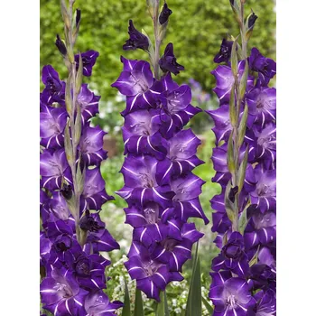 Semeno Mečík 'Hallowy' 5 ks Velikost cibulí: 10/12