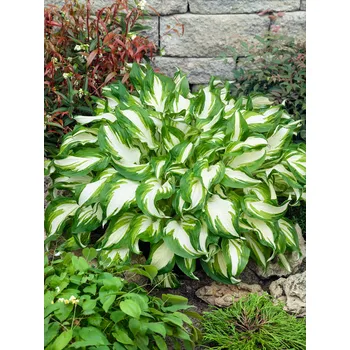 Semeno Bohyška 'Mediovariegata' 1 ks