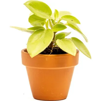 Gardners Peperomia obtusifolia Pixie Lime, průměr 6 cm Peperomie, pepřinec