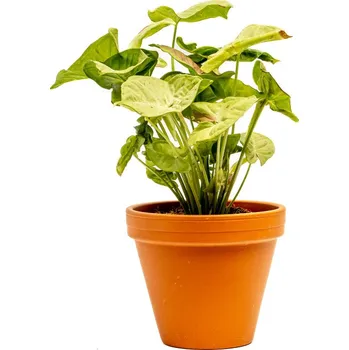 Gardners Syngonium Confetti, průměr 12 cm Syngonium, Syngónium