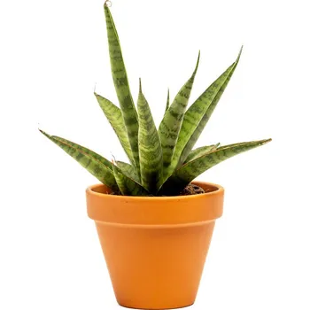 Gardners Sansevieria trifasciata Pineapple, průměr 7 cm Sanseveria, Tchýnin jazyk, Tenura