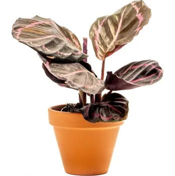 Gardners Calathea Princess Jesse, průměr 7 cm Kalatea