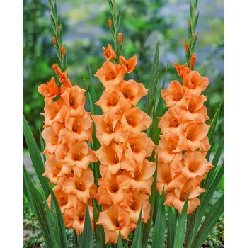 Semeno Mečík 'Peter pears' 5 ks Velikost cibulí: 8/10