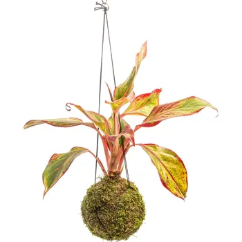 Bytová dekorace Gardners Kokedama Aglaonema Crete Flame (M) Aglaonema, Spící panna