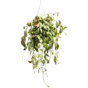 Gardners Aeschynanthus Marmoratus - závěs, průměr 15 cm Rděnka