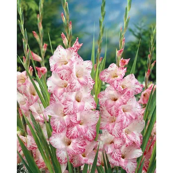 Semeno Mečík 'My Love' 5 ks Velikost cibulí: 8/10