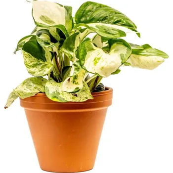 Gardners Epipremnum pinnatum Manjula, průměr 12 cm Šplhavník, Šplhavnice zlatá