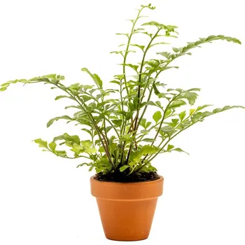 Gardners Asplenium Parvati, průměr 6 cm Sleziník