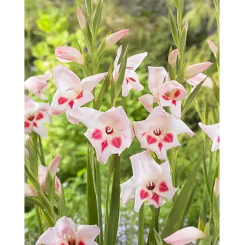 Semeno Mečík nanus 'Elvira' 5 ks