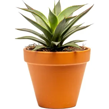 Gardners Agave Shaka Zulu, průměr 12 cm Agáve