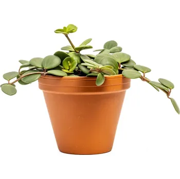 Bytová dekorace Gardners Peperomia Pecunifolia Pecunii, průměr 12 cm Peperomie, pepřinec