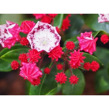 Sazenice Mamota, kalmie 'Red Prince' Balení: kontejner p9