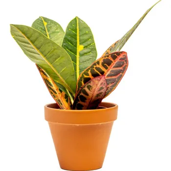 Gardners Codiaeum variegatum Petra, průměr 9 cm Kroton, podivec pestrý