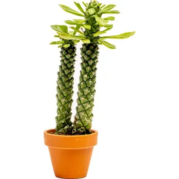 Gardners Euprhobia Monadenium Guentheri, průměr 6 cm Pryšec