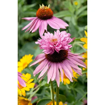 Semeno Třapatkovka Echinacea 'Purpurea double decker' 1 ks