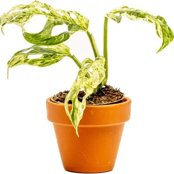 Gardners Monstera Frozen Freckles, průměr 6 cm Monstera
