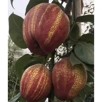Sazenice Pyrus pyrifolia ´Yu Hong´ syn. ´Zao Su Red Stripped´ /SUMMER 2026/
