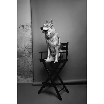 Nástěnný kalendář na rok 2026 Kalendář, který pomáhá pejskům v nouzi a známé osobnosti s ním