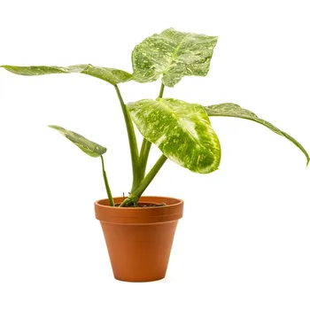 Gardners Philodendron Jose Buono, průměr 15 cm Filodendron