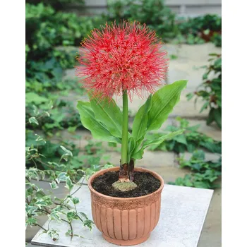 Semeno Krvokvět 'Scadoxus multiflorus' 1 ks