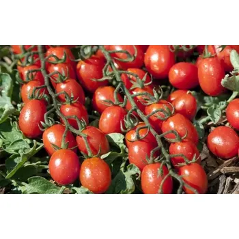 Semeno Rajče koktejlové vysoké Tutti Frutti F1 (sladké) HM Clause