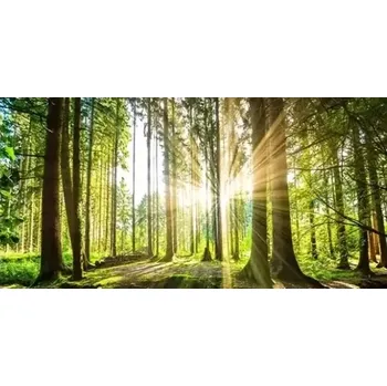 Diamantové malování Diamantové malování - Sluneční paprsky v lese (100x50)