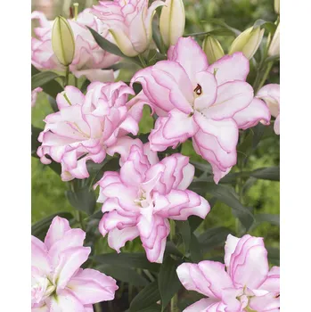 Semeno Lilie 'Roselily Anouska ®' 1 ks