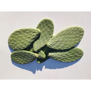 Teraristika Krmivo pro plazy IMCAGES Krmivo 1 kg