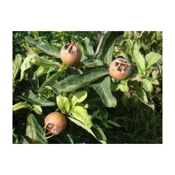 Sazenice Mespilus germanica ´Dutch Giant´ - mišpule německá