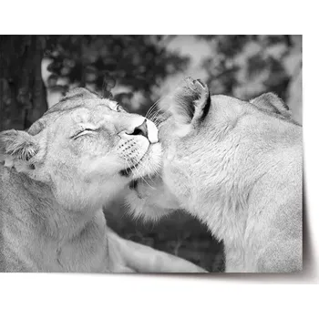 Plakát Sablio Plakát Lvice - 60x40 cm