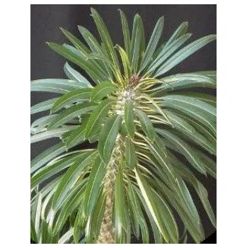 Sazenice PACHYPODIUM lamerei "Madagaskarská palma” 5 semen