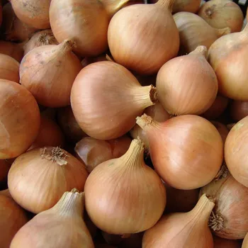 Semeno Cibule jarní kuchyňská Všetana - Allium cepa - semena cibule - 200 ks