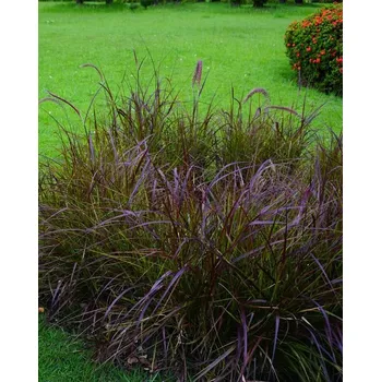 Semeno Dochan psárkovitý 'Moudry'