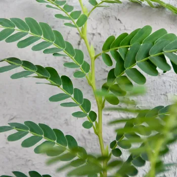 Semeno Tamarindus indica