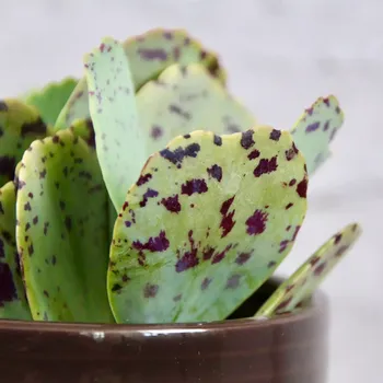 Sazenice Kalanchoe Marmorata