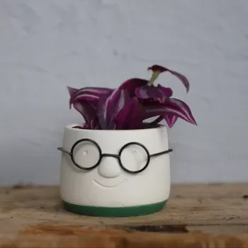 Sazenice Tradescantia Pink Paradise baby