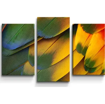 Obraz Sablio Obraz - 3-dílný Barevné peří - 75x50 cm