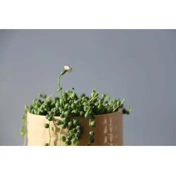 Senecio starcek Rowleyanus