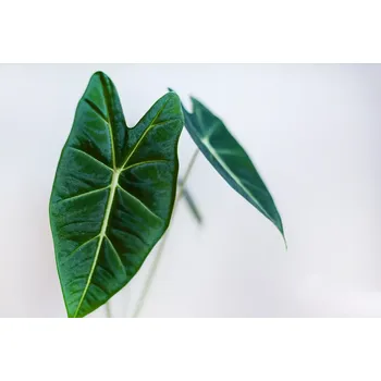 Sazenice Alocasia Frydek baby