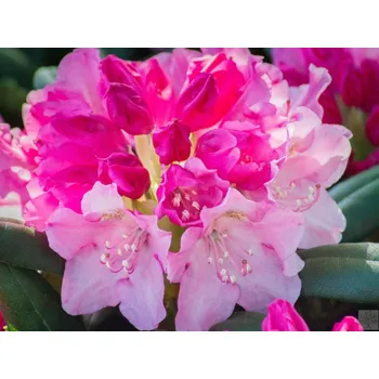 Sazenice Rododendron 'Kalinka' Balení: kontejner p9