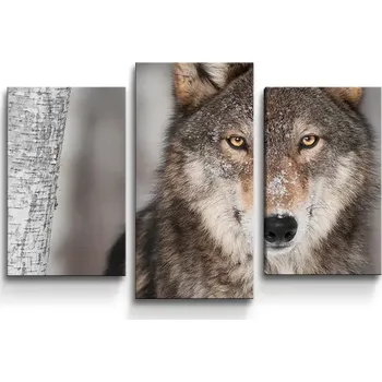 Obraz Sablio Obraz - 3-dílný Vlk 2 - 75x50 cm