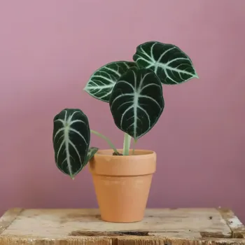 Sazenice Alocasia Ninja baby