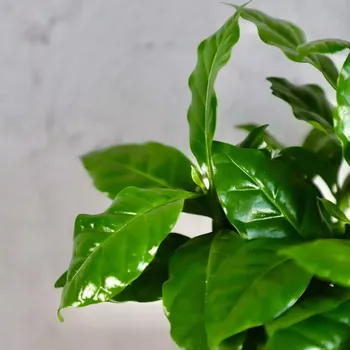 Káva Coffea arabica Kávovník Arabský