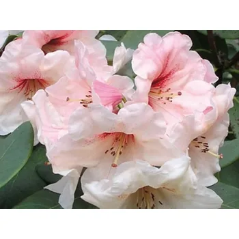 Sazenice Rododendron 'Hania' Balení: kontejner p9