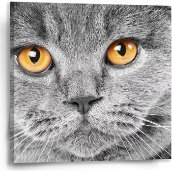 Obraz Sablio Obraz Kočičí pohled - 50x50 cm